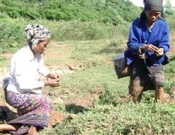 "Săn" dế vùng biên