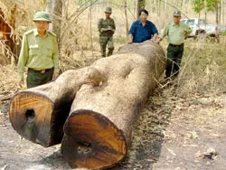 Hơn 2.000m³ gỗ quý ở Vườn quốc gia Yók Đôn bị chặt trộm
