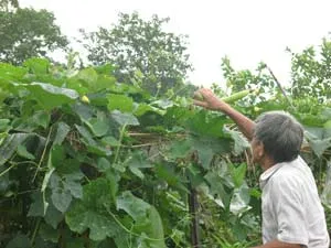 Dân phố cũng làm nông nghiệp