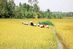Lúa “vun bồ” vẫn lo