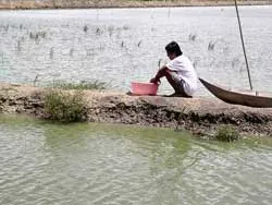 Tiêu thụ cá tra, cá ba sa ĐBSCL: Chưa trị đúng bệnh