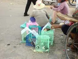 Chuột Hamster – vẫn mua bán công khai