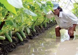 Kinh tế ngoại thành: Nhiều mô hình, ít hiệu quả