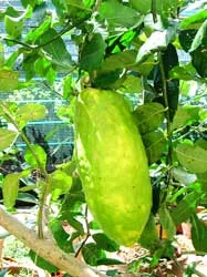 Đà Lạt: Quả chanh nặng 3 kg