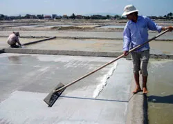 Giá muối tăng, diêm dân vẫn khó