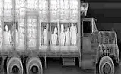 Châu Âu phá đường dây buôn người quy mô lớn