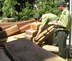 Bình Định: Chào thua lâm tặc?