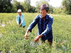 Vướng quy hoạch: Kiểu nào cũng khổ