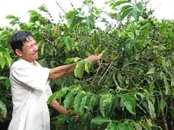 Lâm Đồng: Ứa nước mắt vì phân bón "dỏm"