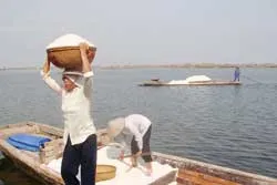 Nỗi lòng người làm muối ảnh 2