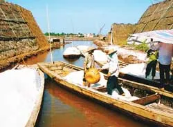 Nỗi lòng người làm muối