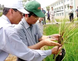 Bộ trưởng Bộ NN-PTNT Cao Đức Phát: “Không thể phát triển ồ ạt lúa vụ 3!”