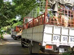 Biên giới Tây Nam: Trâu bò nhập lậu ồ ạt