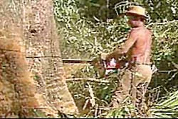 Brazil gây quỹ cứu rừng Amazon