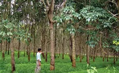 Đắc Lắc: Vườn cao su hàng chục tỷ đồng bị… “treo”!