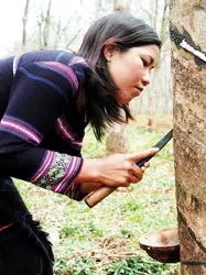 Đổ xô trồng cao su - Mừng ít lo nhiều