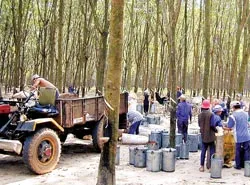 Đổ xô trồng cao su - Mừng ít lo nhiều ảnh 2