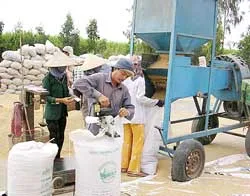 Đồng bằng sông Cửu Long : Ứ đọng lúa hè thu… ảnh 2