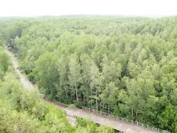 Những người giữ lá phổi của thành phố ảnh 3