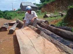 Đắc Nông - Gỗ rừng về phố