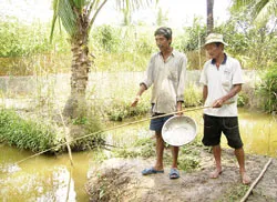 Vùng đệm U Minh Thượng: Mùa vắng… những cây tràm ảnh 2