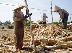 Vùng đệm U Minh Thượng: Mùa vắng… những cây tràm