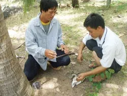 Nghề săn ong ảnh 2