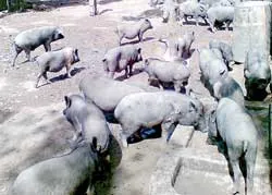 Bình Định: Phát triển nghề nuôi heo rừng