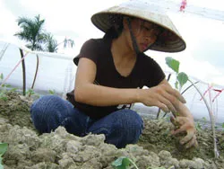 Vựa rau biến thành... “vựa” rác