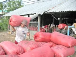 Cà Mau – Hậu Giang: Nông dân bán lúa chêch lệch 500 đồng/kg?