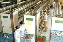 Hỗ trợ doanh nghiệp Việt Nam thực hiện tiết kiệm năng lượng