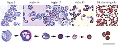 Sản xuất được máu nhân tạo