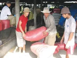 Chuyện “nóng” ở ĐBSCL: Rớt giá, cá tra đang biến thành cá… “lưỡi trâu”!