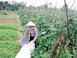 Về làng... ảnh 2