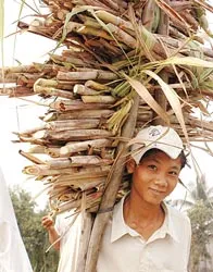 Để góp phần chống buôn lậu đường: Các doanh nghiệp mua mía trực tiếp với nông dân