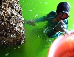 Xóm hàu Câu Thẻo