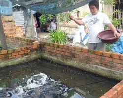 Kỹ sư phần mềm trở thành tỷ phú… nuôi ếch