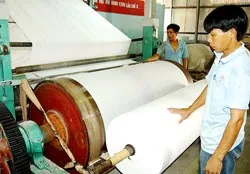 Giấy Vĩnh Huê đầu tư vùng nguyên liệu sản xuất hàng xuất khẩu