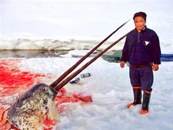 Greenland - Kỳ lân biển bị “thảm sát”