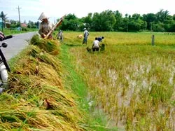 Hạt gạo ĐBSCL “Mình trần” trong bão lũ!