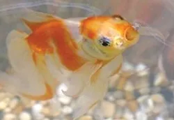 Luật bảo vệ... cá vàng