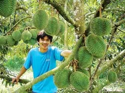 Khoa học công nghệ phục vụ nông nghiệp ở ĐBSCL: Đòn bẩy của sự phát triển