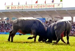 Mùng chín tháng tám chọi trâu thì về