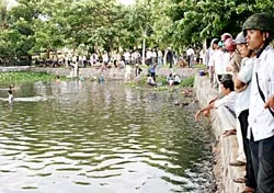 Đà Nẵng: Cá chết trắng hồ Công viên 29-3