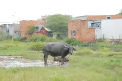 Viết tiếp chuyện tách thửa - Những khoảng trống pháp lý trong xây dựng