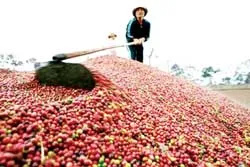 Cà phê Việt được bán ở sàn giao dịch quốc tế?