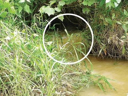 Vụ Công ty Vedan: 23 triệu đồng tiền phạt cho hơn 10 năm xả thải “vô tư”