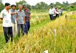 Tuyển chọn 7 giống lúa năng suất cao