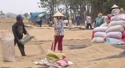 ĐBSCL: Để lúa không bị tồn đọng ảnh 2