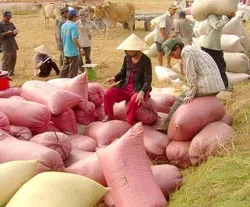 ĐBSCL: Để lúa không bị tồn đọng